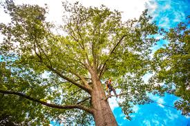 How Our Tree Care Process Works  in  Grand Prairie, TX